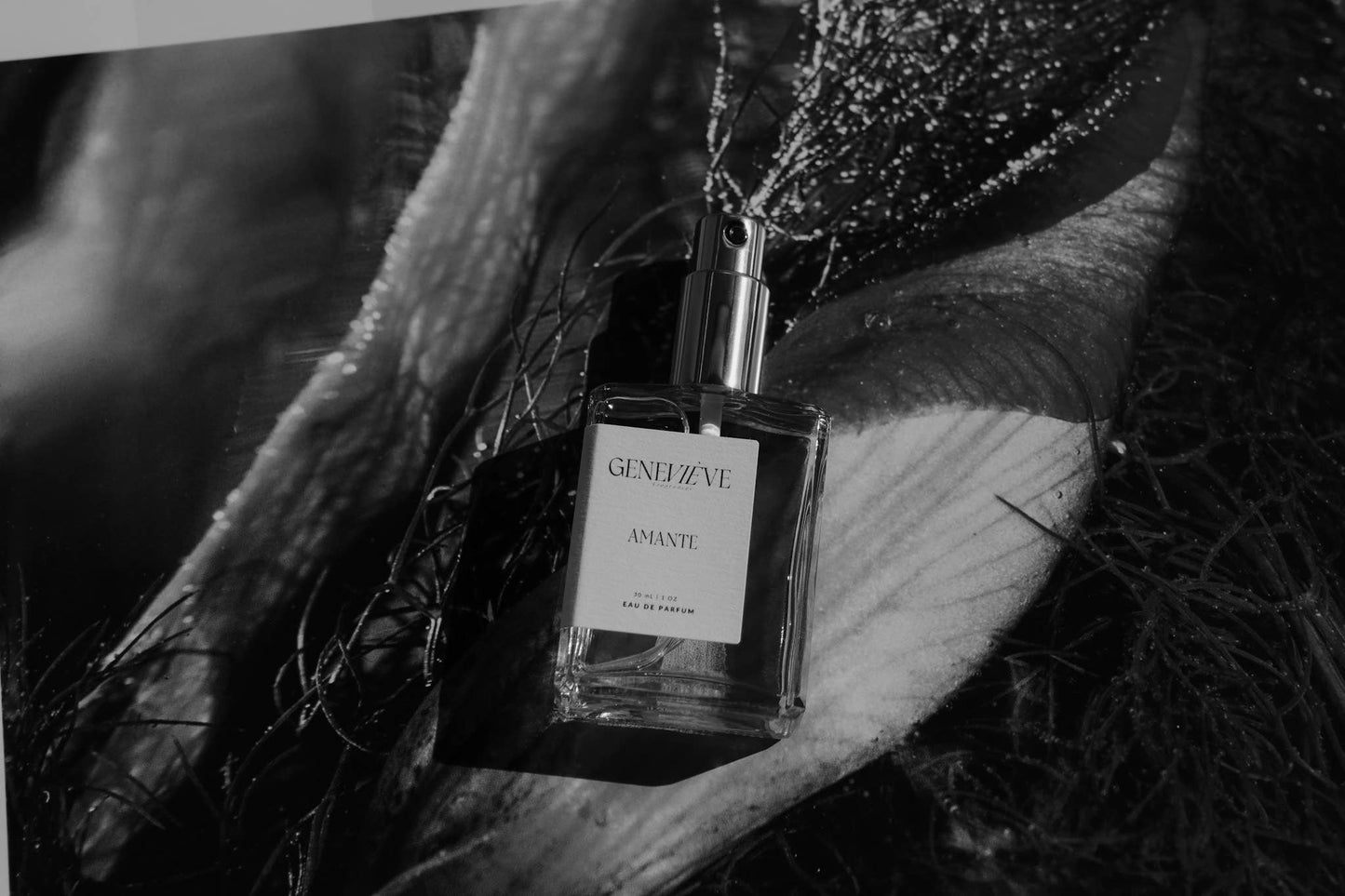 Genevieve - Amante Eau de Parfum | Lavender Ylang